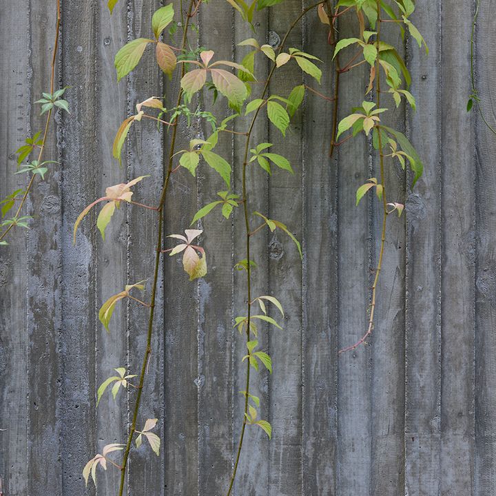 植樹