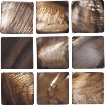 Shell/シェル