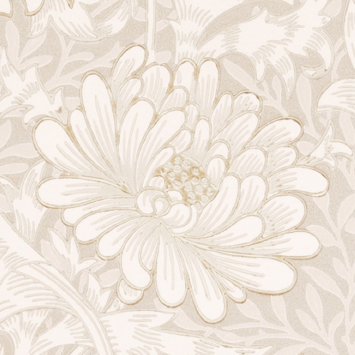 Chrysanthemum