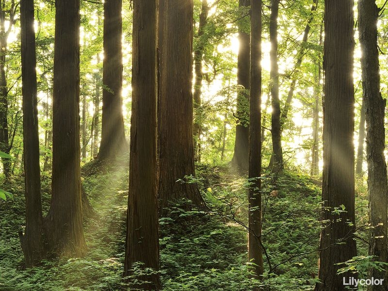 森 PEACE OF FOREST/仁鮒水沢の森