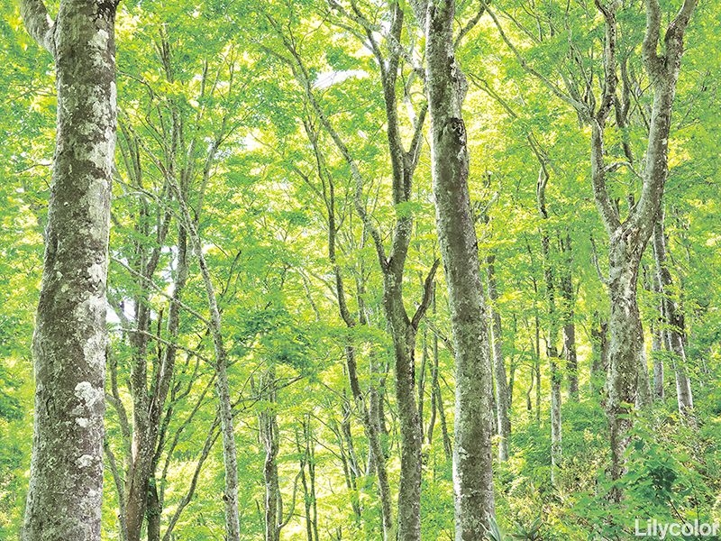 森の惑星 Nature photo