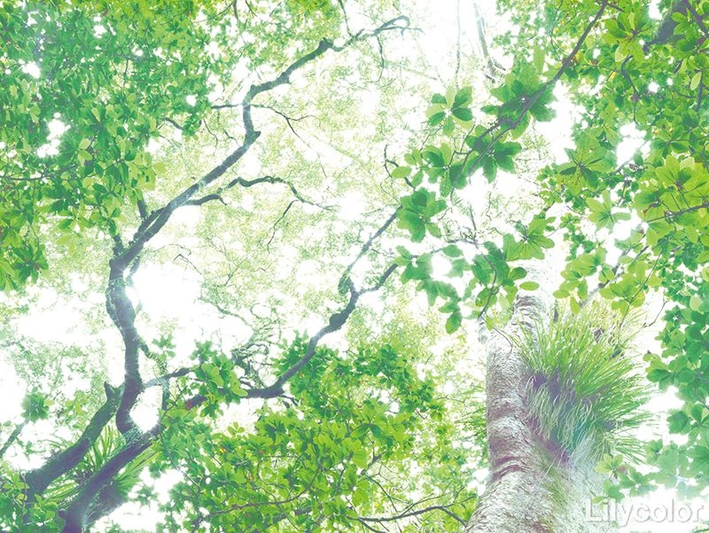 森の惑星 Nature photo/緑色の宝石