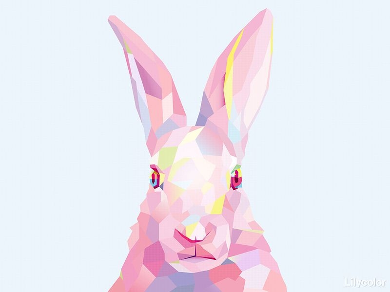 lamina animals/rabbit