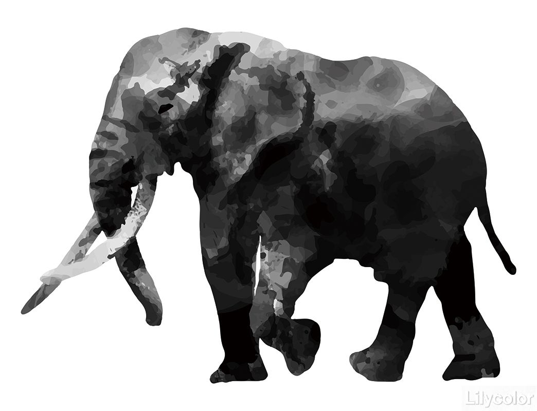 lamina animals