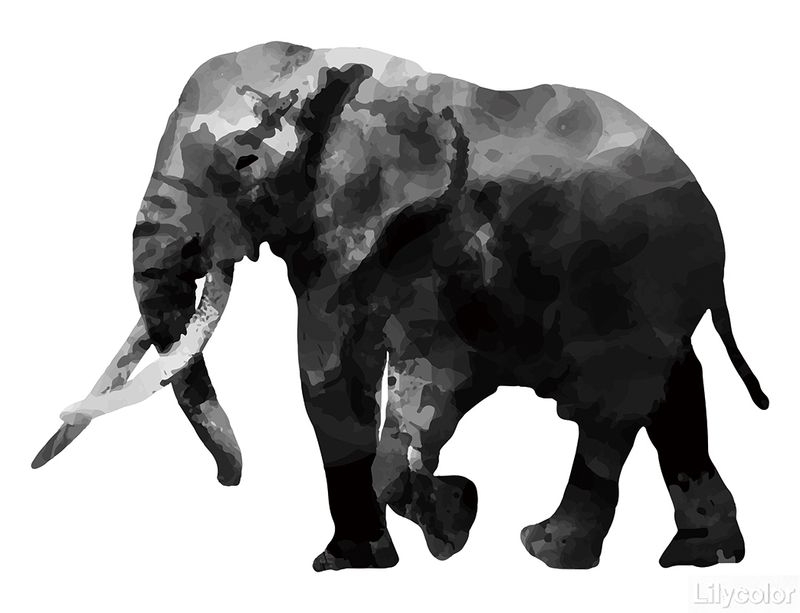 lamina animals/elephant