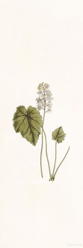 botanical