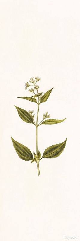 botanical