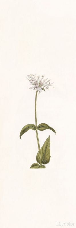 botanical