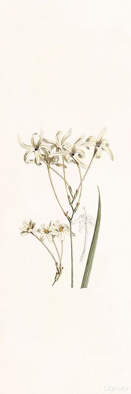 botanical/Tritonia Longiflora
