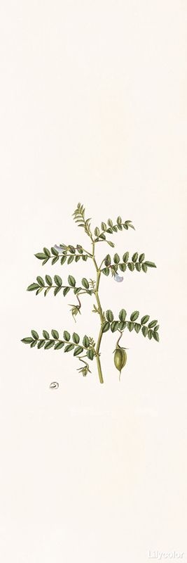 botanical/Cicer Arietinum