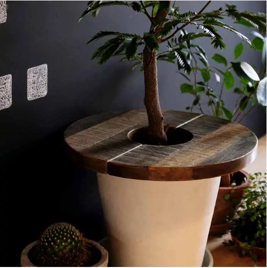 PLT  Plants Table