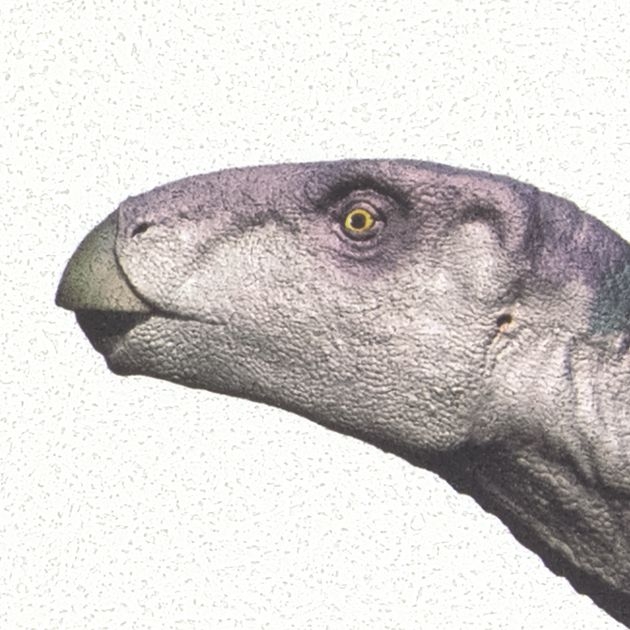 壁紙_国立科学博物館/Dinosaurs