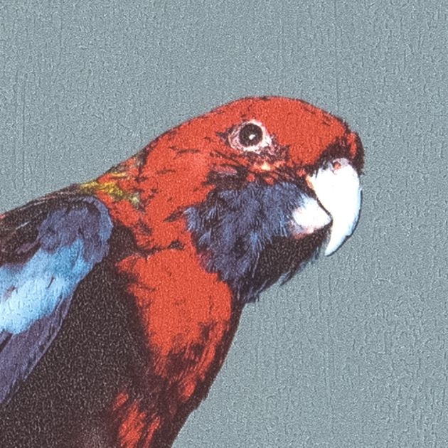 壁紙_国立科学博物館/Birds