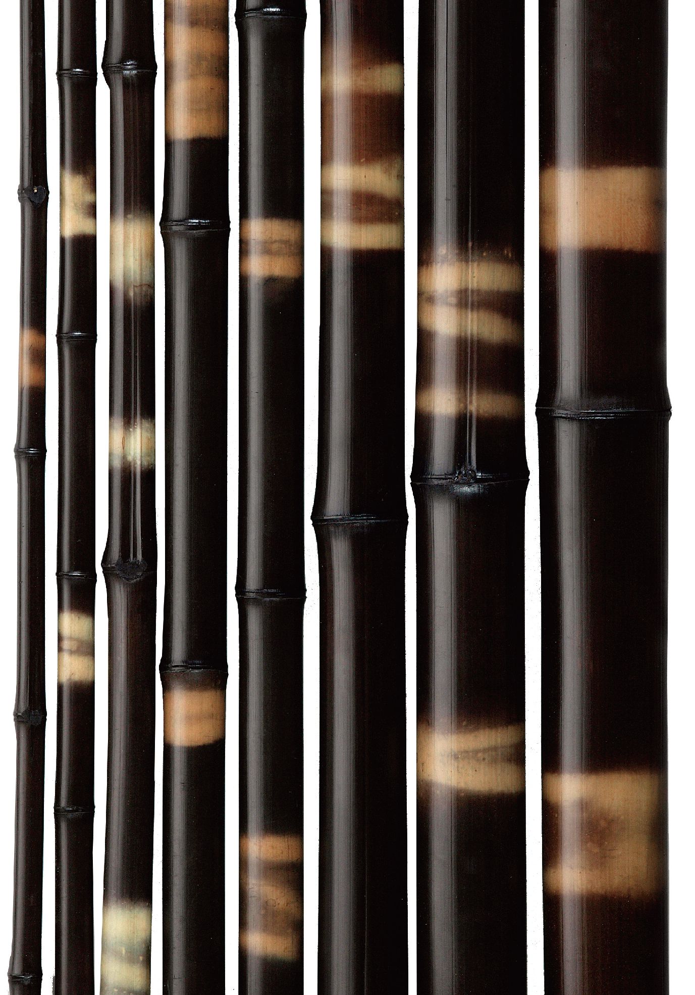 染黒竹ぼかし入 | TECTURE（テクチャー）