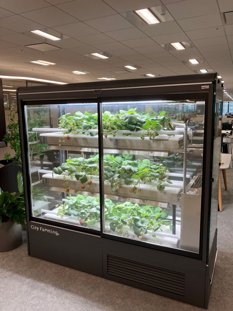 City Farming with Okamura/毎日新鮮ないちごが収穫できる植物工場