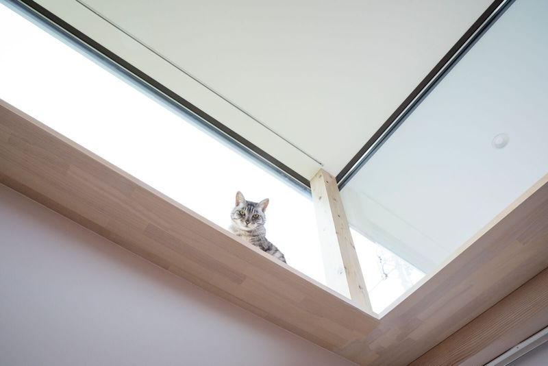 回遊性。猫にとっては行き止まりがない