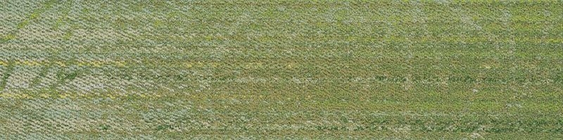 ECOS/iD-1500EP Cork Tree