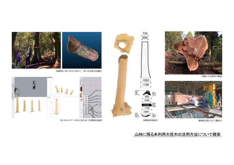山林に残る未利用大径木の活用検討