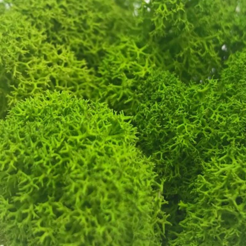MOSSWALL