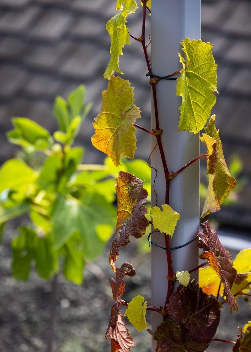 ビティス　ヤマ・ソービニオン